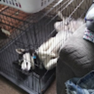 Meet your Posher, Idk what to do bro